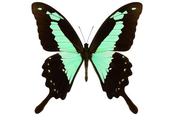 Apple-green banded swallowtail, the real tropical butterfly (Papilio phorcas) from Congo, isolated on white background