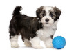 Cute silver sable havanese puppy dog standing with a blue toy ball