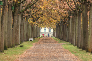 Naklejka na meble orangerie