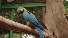 Blue And Yellow Parrot Sitting On Tree Branch In Cage Of Zoo