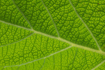 Poster - texture of tropical plants, macrophotography