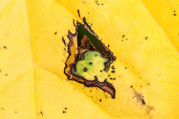 Wall Mural - texture of tropical plants, macrophotography