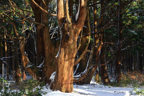 冬晴れの森 山形県戸沢村 幻想の森 Fantasy Forest Tozawamura Yamagata Japan Stock Photo Adobe Stock 冬晴れの森 山形県戸沢村 幻想の森 Fantasy Forest Tozawamura Yamagata Japan Stock Photo Adobe Stock