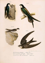 Illustration of birds.