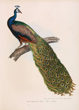 Illustration Of Birds.