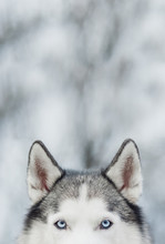 Portrait Of Siberian Husky On Background Forest With Snow. Ears And Blue Eyes. Symbol Of New Year 2018. Copy Space