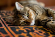 © Massimiliano - Occhi gatto