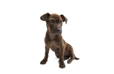 Wall Mural - puppy terrier isolated