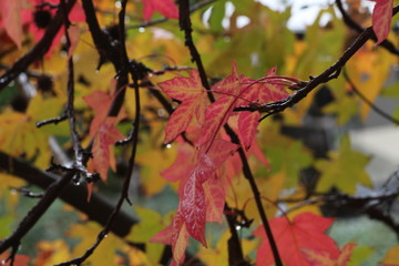 Bunte Blätter im Herbst von einem Amberbaum