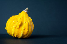 Small, Yellow, Warty Ornamental Pumpkin On Black Background With Place For Text