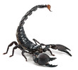 Emperor Scorpion,  Pandinus imperator, 1 year old, in front of white background
