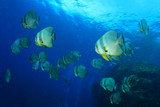 Fototapeta Do akwarium - School of fish: Longfin Spadefish (Batfish)