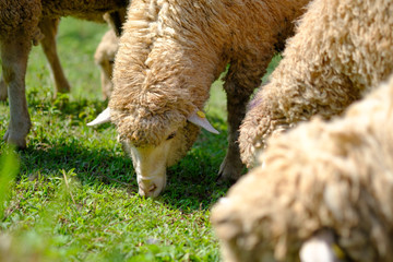 Sheeps in farmland eating meadow