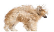 Chinese Crested dog in the wind against white background