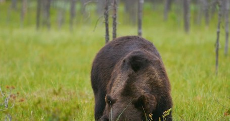 Wall Mural - big adult brown bear eats while birds fly around in the forest