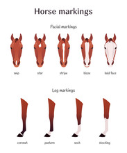 Vector Illustration Of Varieties Horse Marks, Different Facial And Leg Markings