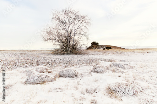 Plakat Jeden drzewo i trawa na zima śniegu polu z wzgórzem