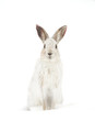 Snowshoe hare or Varying hare (Lepus americanus) isolated on a white background closeup in winter in Canada