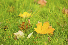 Fallen Yellow Leaves On Green Grass