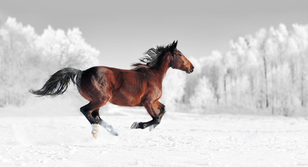 Wall Mural - black and white photography with color horse