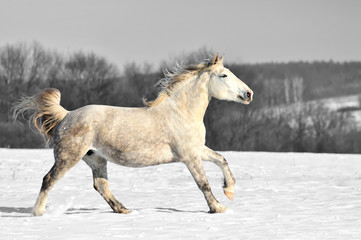 Wall Mural - black and white photography with color horse