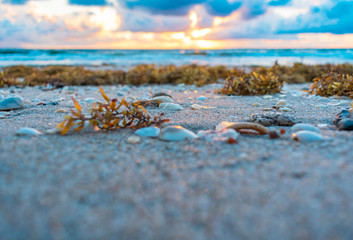 close up of seaweed and seashells on a sandy beach as the sun rises over the ocean in the background