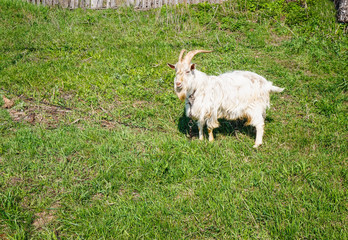 A white goat grazing on the grass near a summer fence