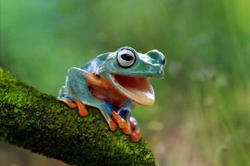 Wall Mural - Tree frog open mouth