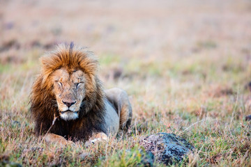 Canvas Print - Male lion in Africa