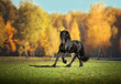 Big black Frisian horse runs in the forest background