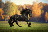 Fototapeta Konie - Big black horse runs in the forest background