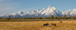 Panoramic of Autumn in the Tetons and Horses