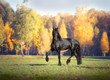 Big black Friesian horse runs in the forest background