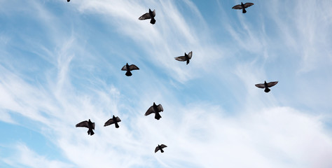 Canvas Afdrukken
 - a flock of pigeons flies across the sky. birds fly against the s