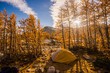 © Dene' Miles - Camping views through larch trees in the Enchantments during fall