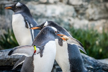 Penguins Collecting Little Pebbles