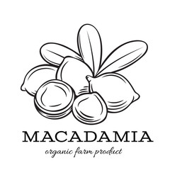 Sticker - Hand drawn macadamia icon.