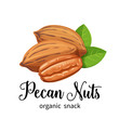 pecan nuts in cartoon style