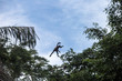 Spider monkey in their natural environment - Costa Rica - Tortuguerro National Park