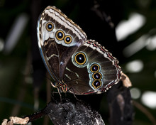 Junonea Coenia - Common Buckeye Butterfly