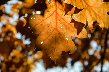 Wall Mural - Copper oak foliage in an alley near Marymoor park - 2