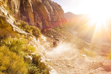 Wall Mural - Cowboy at the Grand Canyon