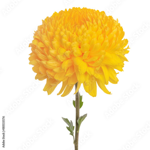 flower  yellow chrysanthemum