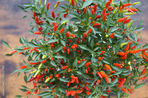 メキシカンチリペッパー赤い ペッパー 唐辛子 Stock 사진 Adobe Stock