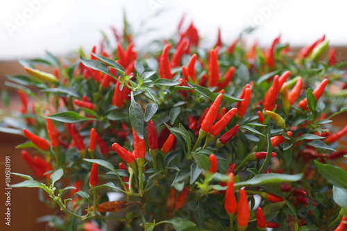 メキシカンチリペッパー赤い ペッパー 唐辛子 Stock Photo Adobe Stock