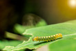 yellow and green caterpillar on green leaf with flare