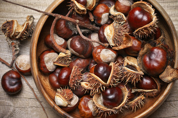 Wall Mural - Fresh horse chestnuts in bowl