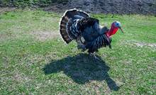 Male Turkey Strutting On Grassy Meadow With Full Feather Displayed