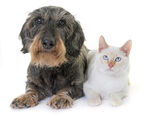 Poster - dachshund and kitten