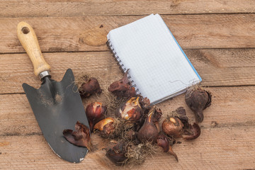 Wall Mural - Notebook, garden shovel and bulbs of tulips